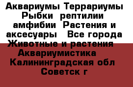 Аквариумы.Террариумы.Рыбки, рептилии, амфибии. Растения и аксесуары - Все города Животные и растения » Аквариумистика   . Калининградская обл.,Советск г.